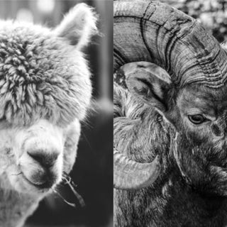 ALPACA or MERINO: COOLING TECHNIQUE, WICKING CAPABILITIES, AND WARMTH INSULATION